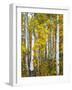 Yellow Woods V-David Drost-Framed Photographic Print