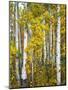 Yellow Woods V-David Drost-Mounted Photographic Print