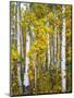 Yellow Woods V-David Drost-Mounted Photographic Print