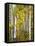 Yellow Woods V-David Drost-Framed Stretched Canvas