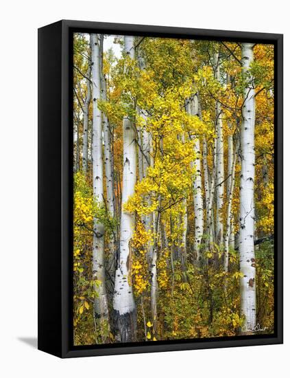Yellow Woods V-David Drost-Framed Stretched Canvas