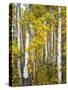 Yellow Woods V-David Drost-Stretched Canvas