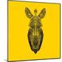Yellow Zebra Mesh-Lisa Kroll-Mounted Art Print