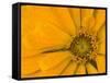 Yellow Zinnia Close-up Sammamish, Washington, USA-Darrell Gulin-Framed Stretched Canvas