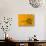 Yellow Zinnia Close-up Sammamish, Washington, USA-Darrell Gulin-Stretched Canvas displayed on a wall