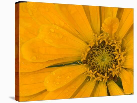 Yellow Zinnia Close-up Sammamish, Washington, USA-Darrell Gulin-Stretched Canvas