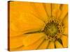 Yellow Zinnia Close-up Sammamish, Washington, USA-Darrell Gulin-Stretched Canvas