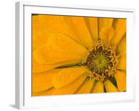 Yellow Zinnia Close-up Sammamish, Washington, USA-Darrell Gulin-Framed Photographic Print