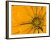 Yellow Zinnia Close-up Sammamish, Washington, USA-Darrell Gulin-Framed Photographic Print