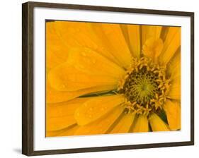 Yellow Zinnia Close-up Sammamish, Washington, USA-Darrell Gulin-Framed Photographic Print