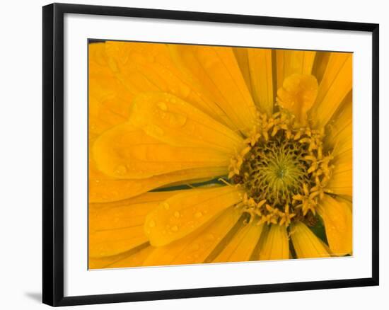 Yellow Zinnia Close-up Sammamish, Washington, USA-Darrell Gulin-Framed Photographic Print