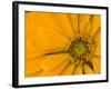 Yellow Zinnia Close-up Sammamish, Washington, USA-Darrell Gulin-Framed Photographic Print