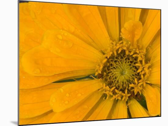 Yellow Zinnia Close-up Sammamish, Washington, USA-Darrell Gulin-Mounted Photographic Print