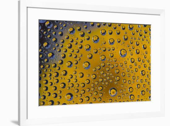 Yellow zinnia reflections in dew drops-Darrell Gulin-Framed Photographic Print