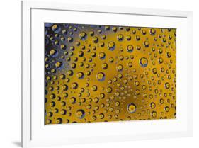 Yellow zinnia reflections in dew drops-Darrell Gulin-Framed Photographic Print