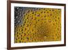 Yellow zinnia reflections in dew drops-Darrell Gulin-Framed Photographic Print