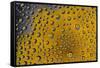 Yellow zinnia reflections in dew drops-Darrell Gulin-Framed Stretched Canvas