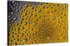 Yellow zinnia reflections in dew drops-Darrell Gulin-Stretched Canvas