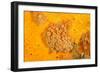 Yellow zoanthids, Poor Knights Islands, New Zealand-Sue Daly-Framed Photographic Print