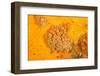 Yellow zoanthids, Poor Knights Islands, New Zealand-Sue Daly-Framed Photographic Print