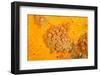 Yellow zoanthids, Poor Knights Islands, New Zealand-Sue Daly-Framed Photographic Print