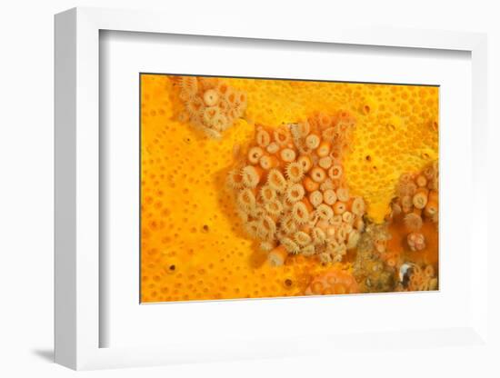 Yellow zoanthids, Poor Knights Islands, New Zealand-Sue Daly-Framed Photographic Print