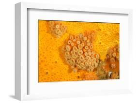 Yellow zoanthids, Poor Knights Islands, New Zealand-Sue Daly-Framed Photographic Print