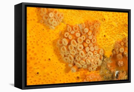 Yellow zoanthids, Poor Knights Islands, New Zealand-Sue Daly-Framed Stretched Canvas