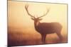 Yellow-Mark Bridger-Mounted Art Print