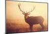 Yellow-Mark Bridger-Mounted Giclee Print