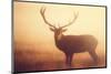 Yellow-Mark Bridger-Mounted Art Print