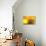 Yellow-Karyn Millet-Photographic Print displayed on a wall