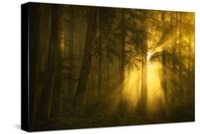 Yellow-Norbert Maier-Stretched Canvas