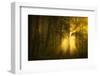 Yellow-Norbert Maier-Framed Photographic Print