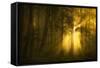 Yellow-Norbert Maier-Framed Stretched Canvas