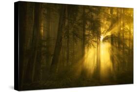 Yellow-Norbert Maier-Stretched Canvas