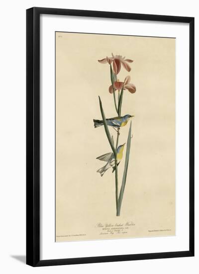 Yellowbackedwarbler-null-Framed Giclee Print