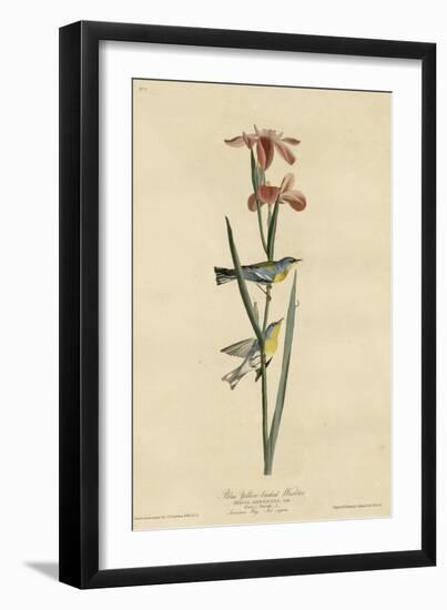 Yellowbackedwarbler-null-Framed Giclee Print