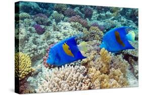 Yellowbar Angelfish-Georgette Douwma-Stretched Canvas