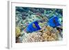 Yellowbar Angelfish-Georgette Douwma-Framed Premium Photographic Print