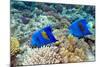 Yellowbar Angelfish-Georgette Douwma-Mounted Premium Photographic Print