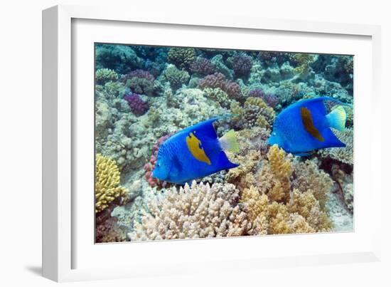 Yellowbar Angelfish-Georgette Douwma-Framed Photographic Print