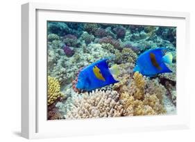 Yellowbar Angelfish-Georgette Douwma-Framed Photographic Print