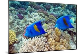 Yellowbar Angelfish-Georgette Douwma-Mounted Photographic Print