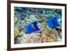 Yellowbar Angelfish-Georgette Douwma-Framed Photographic Print