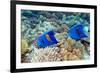 Yellowbar Angelfish-Georgette Douwma-Framed Photographic Print