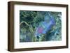 Yellowbar Parrotfish-Hal Beral-Framed Photographic Print