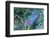 Yellowbar Parrotfish-Hal Beral-Framed Photographic Print