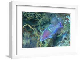Yellowbar Parrotfish-Hal Beral-Framed Photographic Print