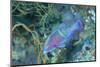 Yellowbar Parrotfish-Hal Beral-Mounted Photographic Print